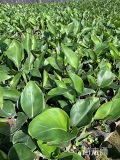 高度20厘米鹤望兰