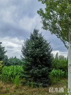 高度700厘米青海云杉