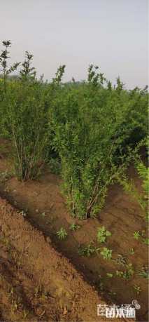 高度80厘米花石榴