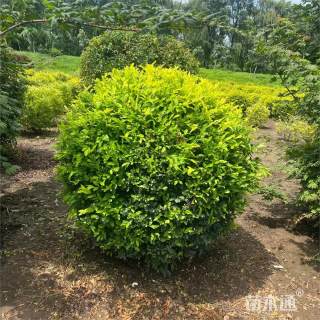 冠幅40厘米金叶女贞球