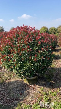 冠幅180厘米红叶石楠球