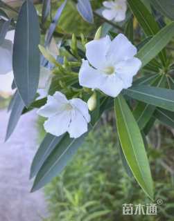 高度25厘米白花夹竹桃
