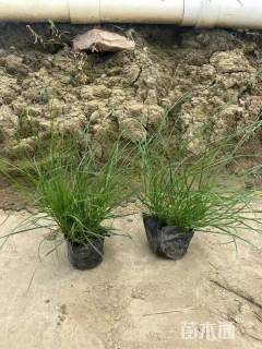 高度20厘米小兔子狼尾草