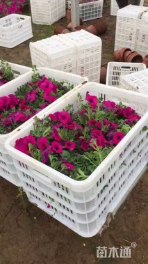 高度15厘米牵牛