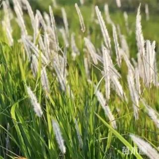 高度40厘米白茅