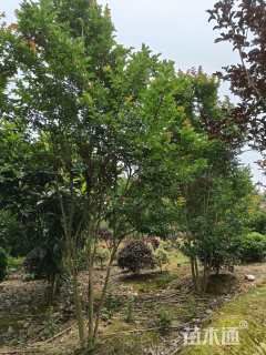 高度350厘米丛生紫薇