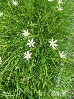 高度10厘米葱兰