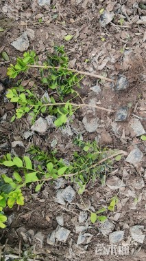 0.1公分无刺枸骨