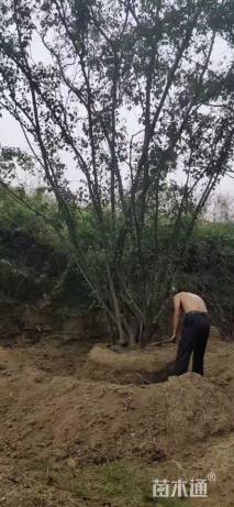 高度700厘米丛生茶条槭