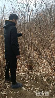 高度80厘米丛生榆叶梅