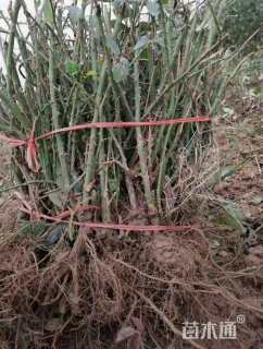 高度40厘米大花月季