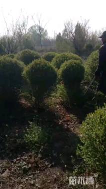 冠幅60厘米小叶女贞球