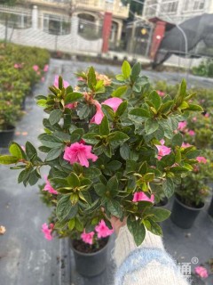 容器苗安酷杜鹃