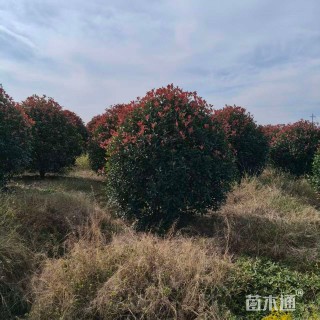 冠幅140厘米红叶石楠球
