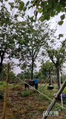 高度400厘米紫荆