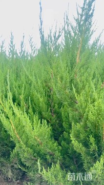 高度180厘米龙柏