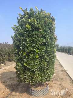 高度200厘米金森女贞柱