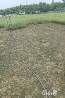 0.1公分花叶杞柳