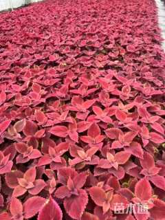 高度20厘米彩叶草