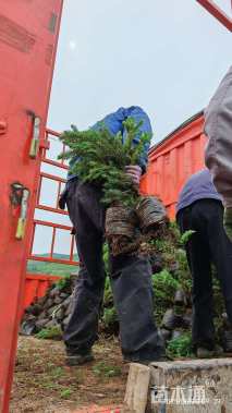 高度150厘米青海云杉