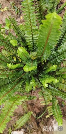 高度20厘米肾蕨