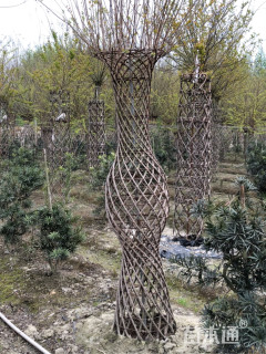 45公分紫薇花瓶