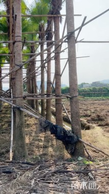 裸干高700厘米蒲葵