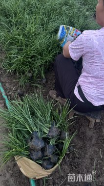 高度12厘米麦冬