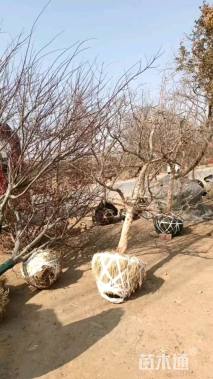 高度300厘米石榴