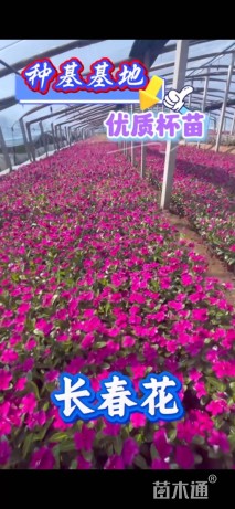 高度15厘米长春花