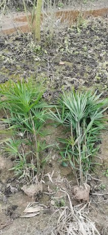 裸干高50厘米棕竹