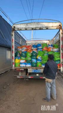 高度80厘米羽绒狼尾草