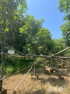 8公分紫花风铃木