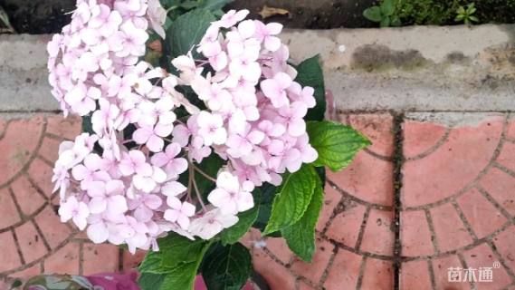 高度50厘米无尽夏绣球