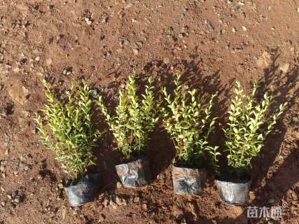 高度30厘米金冠女贞