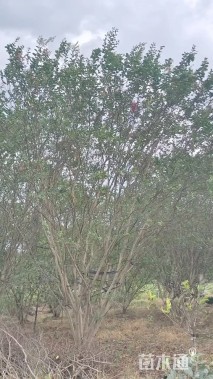 高度200厘米丛生紫薇