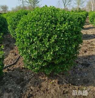 冠幅140厘米卫矛球