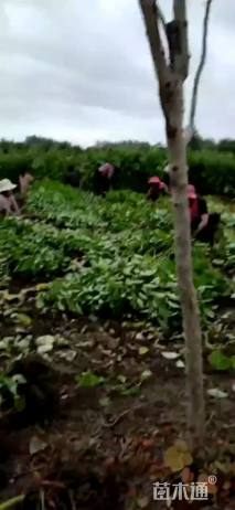 高度100厘米红瑞木