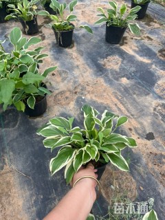 高度20厘米金边玉簪