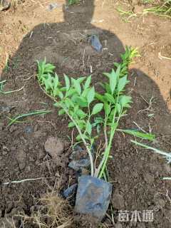 高度80厘米连翘