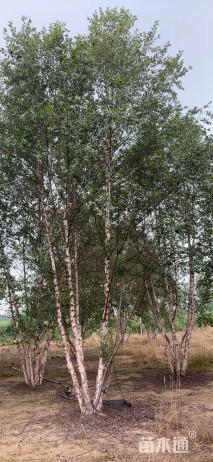 高度800厘米丛生河桦