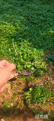 高度10厘米姬岩垂草