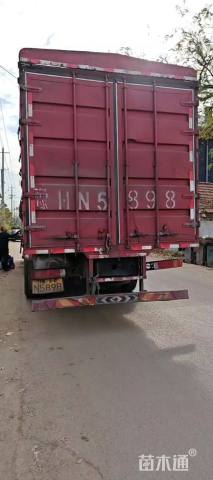 高度20厘米非洲凤仙