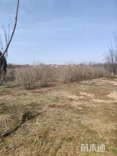 高度200厘米丁香