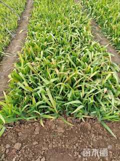 高度25厘米鸢尾