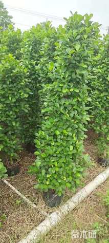 高度200厘米火山榕