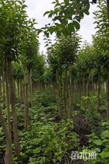 15公分大叶女贞