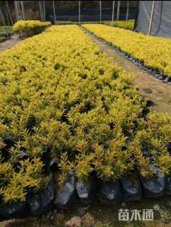 高度20厘米金叶满天星