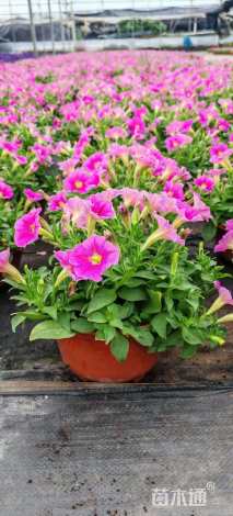 高度15厘米矮牵牛