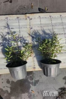 高度30厘米鼠尾草